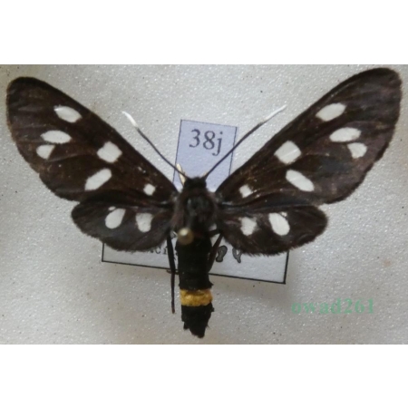 Amata phegea (Linnaeus, 1758) Oblaczek granatek Czech38j